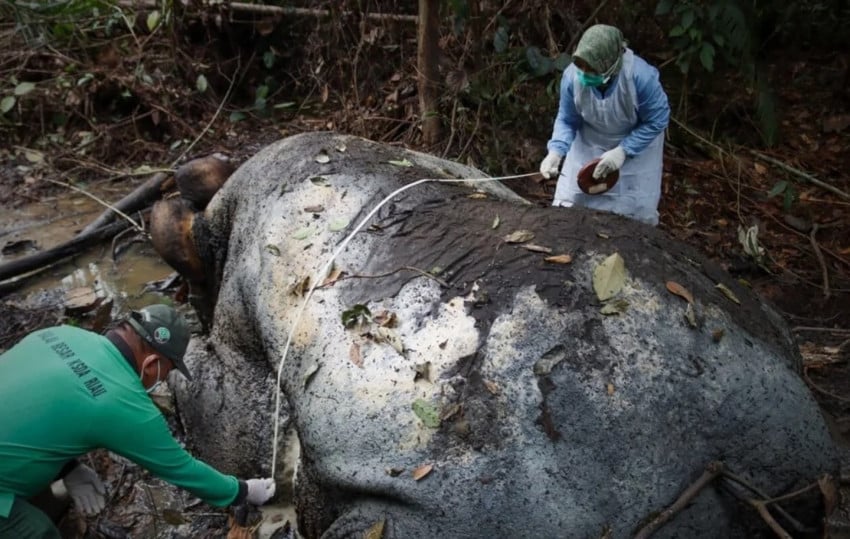 Gajah Sumatera Mati Tanpa Kepala, DPR: Ini Kejahatan Serius, Harus Diusut Tuntas