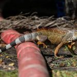 gambar iguana berjatuhan dari pohon florida terjebak dalam cengkeraman dingin ekstrem yang mengguncang sebagian besar amerika serikat